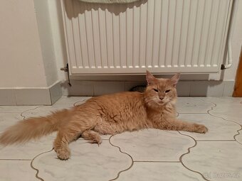 Poloviční maiská mývalí koťata OBĚ REZERVOVANÁ - 5