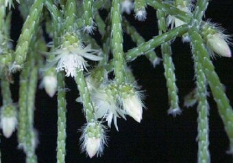 Rhipsalis pilocarpa - nenáročný kaktus - zakořeněné řízky - 5
