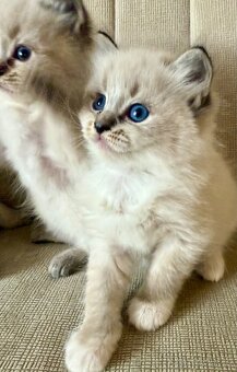 Ragdoll kocourci koťátka - 5
