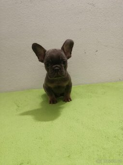Francouzský buldoček bez pp - 5