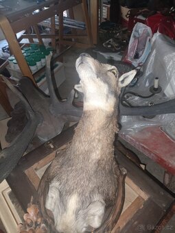 Paroží a trofeje - 5