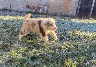 Štěňata border kolie - 5