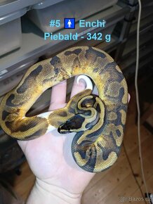 Krajta Královská, Python Regius - odrostlá mláďata - 5