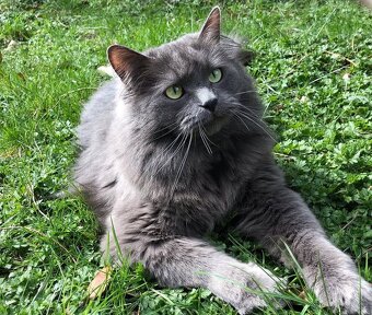 Ragdoll mačiatka - 5