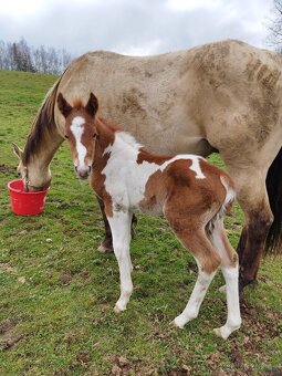 Valach 50%QH x APH - 5