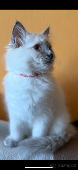 Ragdoll nádnehné koťátko bez PP - 5