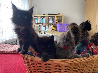 Poslední mainská holčička - blue smoked - JIŽ K ODBĚRU - 5