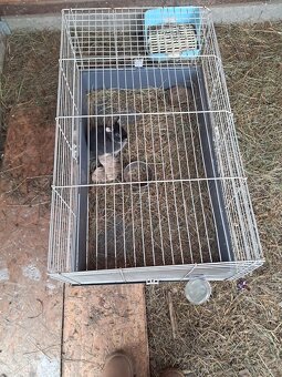 Zakrslí králíčci - mláďátka - 5