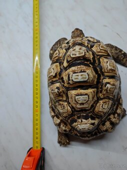 Želva pardálí - dospělý samec - 5