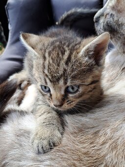 Daruji do dobrých rukou mourovatá koťata - 5