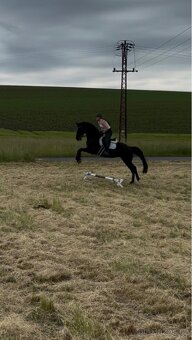 Prodám 8 mi letou kobylu - 5