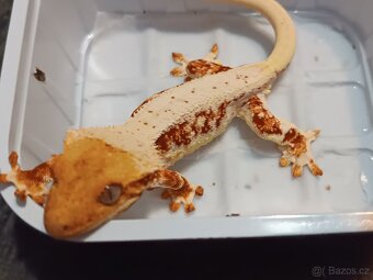 Pagekon řasnatý 2/3 - 5