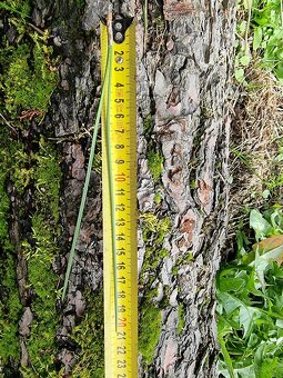 Borovice přímořská - Pinus pinaster - původ semen ČR - 5