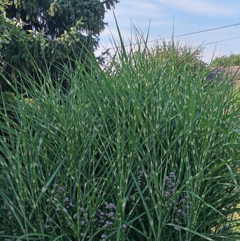 Květiny ze zahrádky - 5