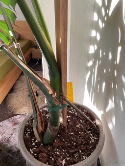 Monstera deliciosa II - 5