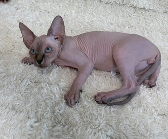 Kanadský sphynx - 5