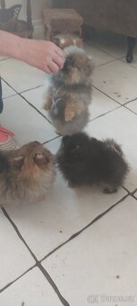 Pomeranian - 5