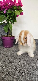 Minilop - ❤️zakrslí beránci❤️ - 5