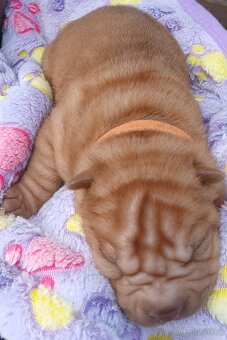 Sharpei,šarpej s PP stěně - 5