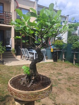 Bonsai,Bonsaj Olše - 5