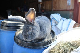 PRODÁM BELGICKÉ OBRY ČERNÉ + 75 % KŘÍŽENCE OBRŮ - 5