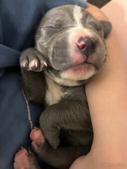 Americký stafordšírský teriér – štěňátka k odběru - 5