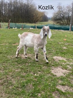 Anglonubijská koza - 5