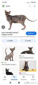 Sphynx bez PP Lykoi - 5