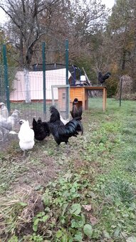 Kohout Ayam Cemani - 5
