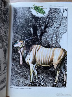 Afrika ráj a peklo zvířat - 5