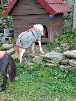 Kobylka AMHA- minihorse - 5