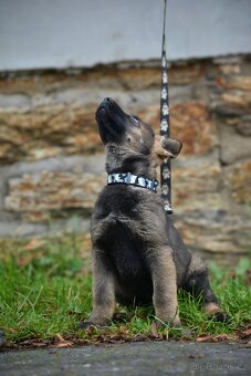 Německý ovčák s PP - 5