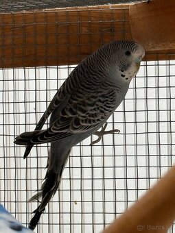 mladé andulky neobvyklé barvy - 5