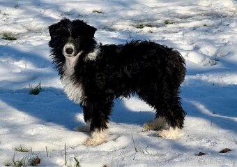 Čínský chocholatý pes labutěnka s PP - 5