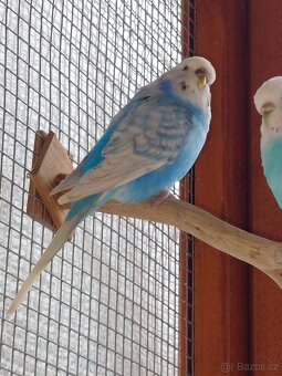 Andulka vlnkovaná - 5