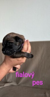 🐾 Anubis – jemný mazlík Malinois s PP hledá svůj tým 🐾 - 5