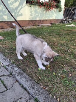Sibiřský husky - Kluk - 5