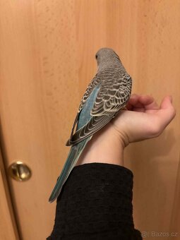 Prodám mladé andulky po vylétnutí z budky - 5