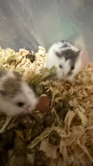 DARUJI KŘEČEK ROBOROVSKI - 5