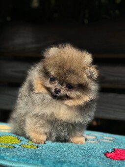 Pomeranian Super Mini fenečka PP FCI - 5