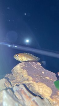 Akvarium s tlamovci a prislusenstvim - 5