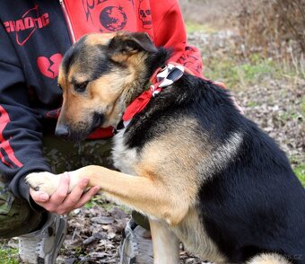 CHAMPUS K ADOPCI - 1 ROK, HODNÝ,SNÁŠENLIVÝ,VHODNÝ K DĚTEM - 5