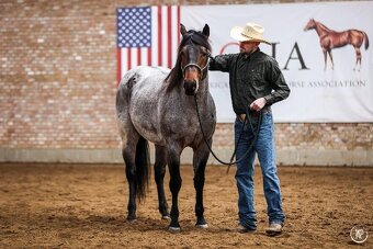 Připouštěni bay roan hřebcem Quarter horse - 5