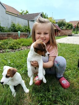 Štěňátka Jack Russell teriér - 5