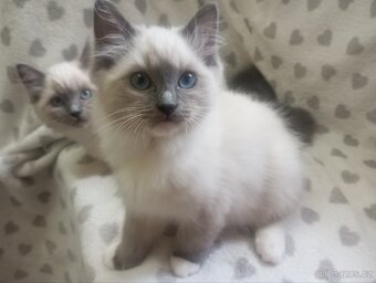 🐾 Čistokrevná Ragdoll koťátka s PP – ihned k odběru 🐾 - 5