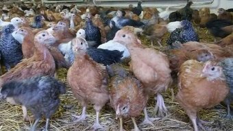 Housata, husokáčata, brojleri, perlicky, kalimera - 5