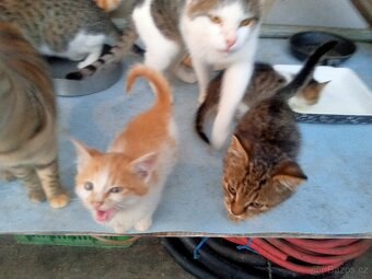 Koťátka - 5