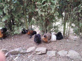 Nasadova vejce hedvábnička - 5