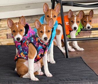 Basenji - 5