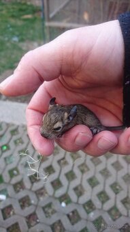 Osmák Degu - letošní mláďata - 5